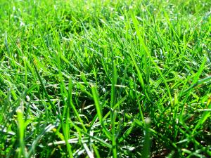 the quality work that our Vacaville irrigation repair techs did, made this grass look bautiful again