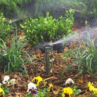 Drip irrigation system with microsprayers and ferns on mulch